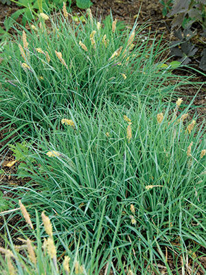 ‘Blue Zinger’ Sedge