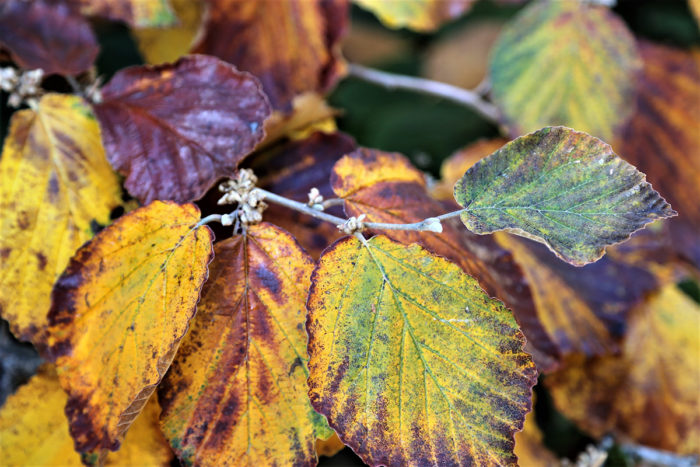 witch hazel foliage