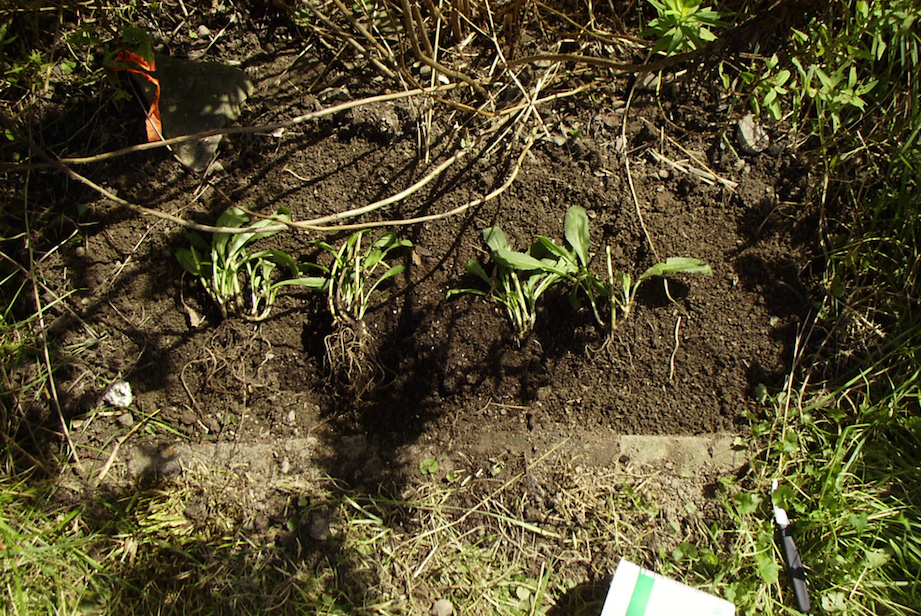 divided shasta daisies