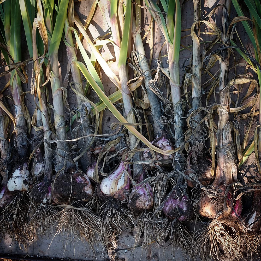 California Early garlic