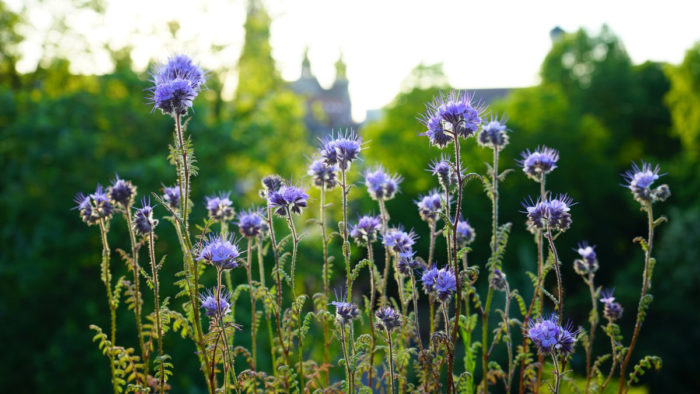 blue tansy