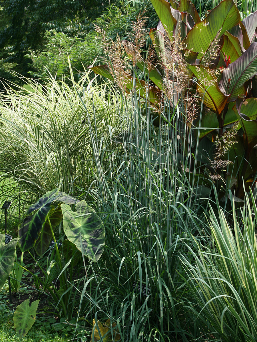 Sioux Blue Indian grass