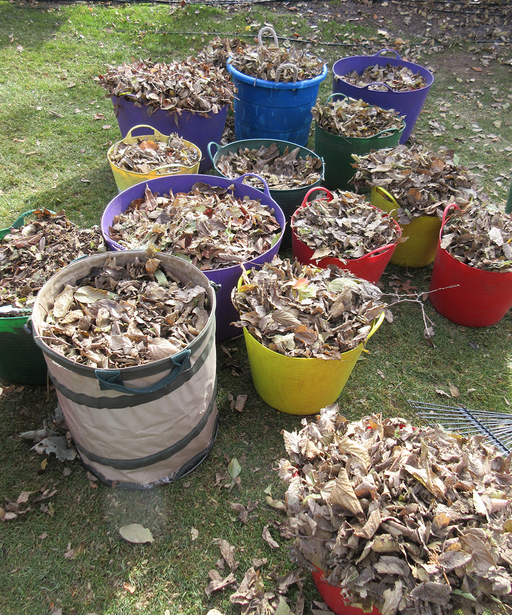 collecting leaves