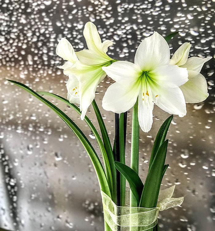 ‘Christmas Gift’ amaryllis