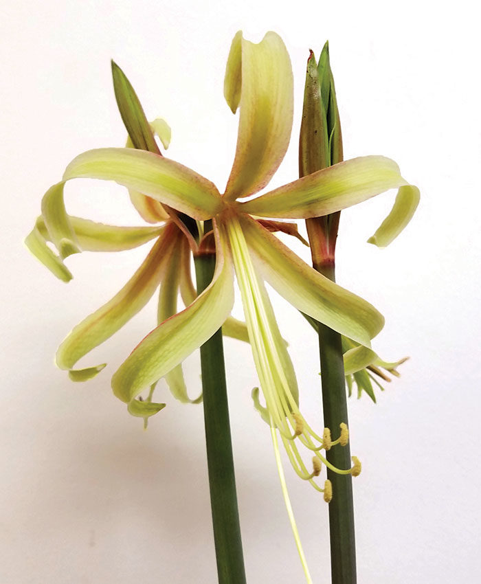 ‘Saffron’ amaryllis