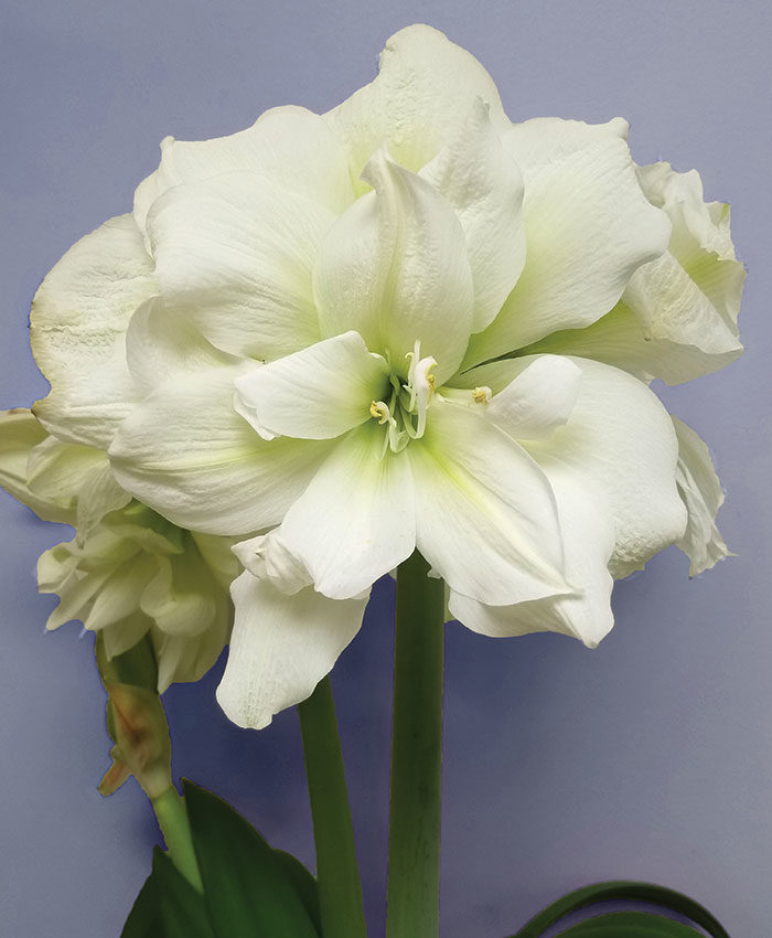 ‘Marilyn’ amaryllis