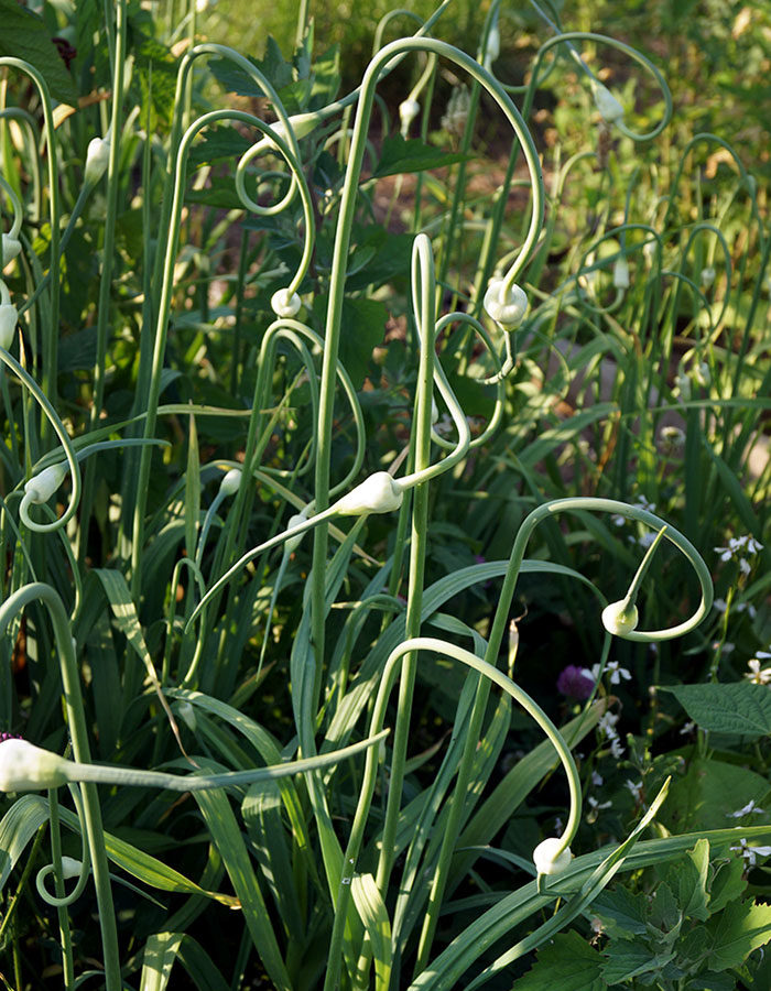 garlic scapes