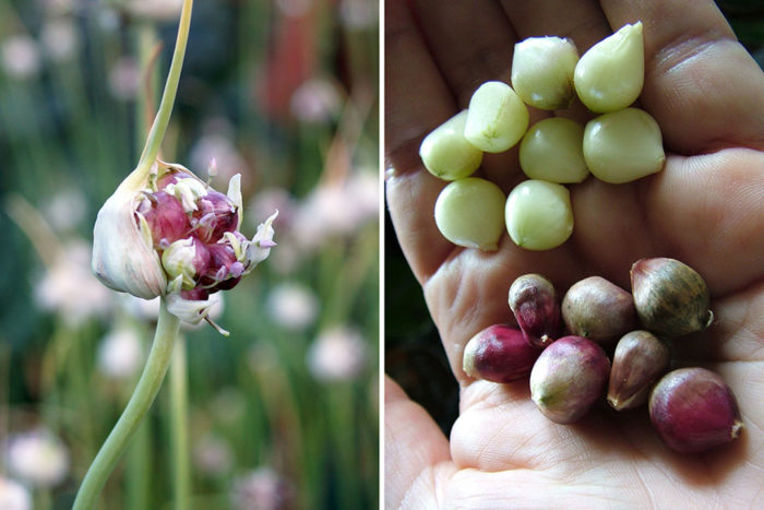 garlic bulblets