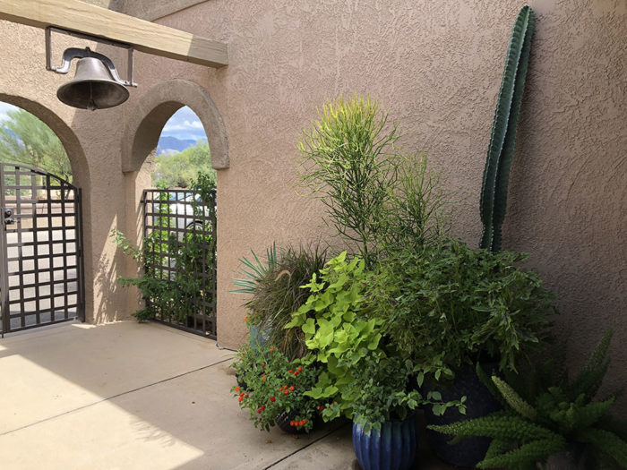 courtyard plants