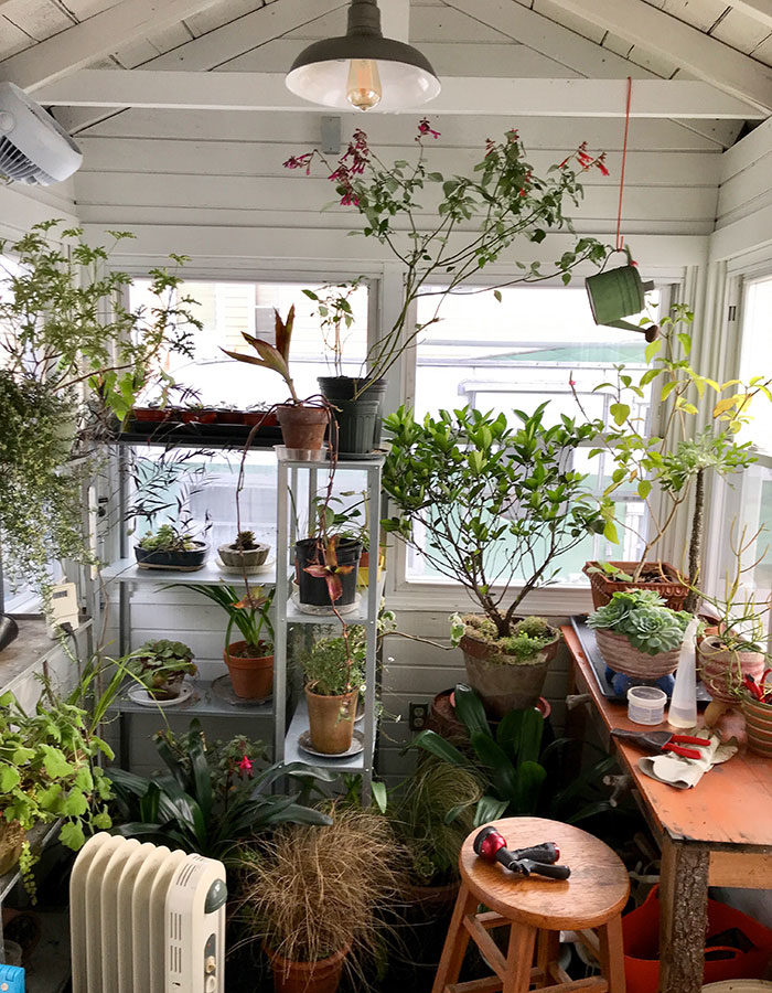 overwintering plants