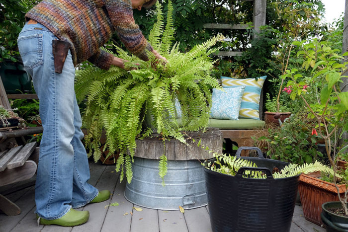 tidying a Boston fern 