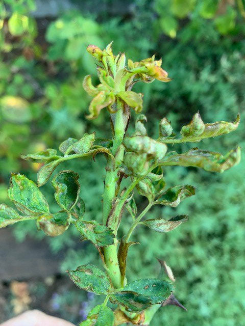 brown discoloration from chilli thrip