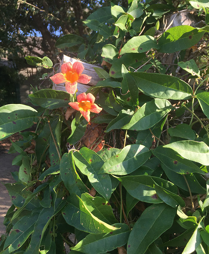 crossvine flower