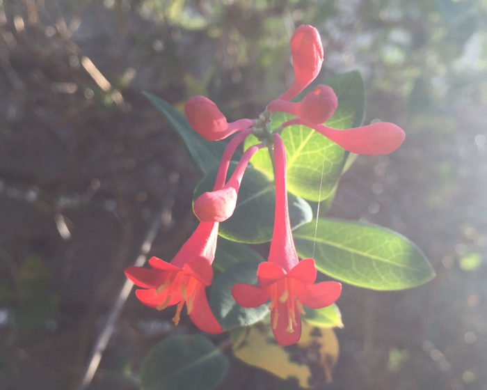 Coral honeysuckle