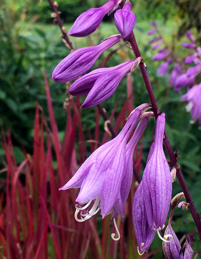 ‘Fire Island’ hosta