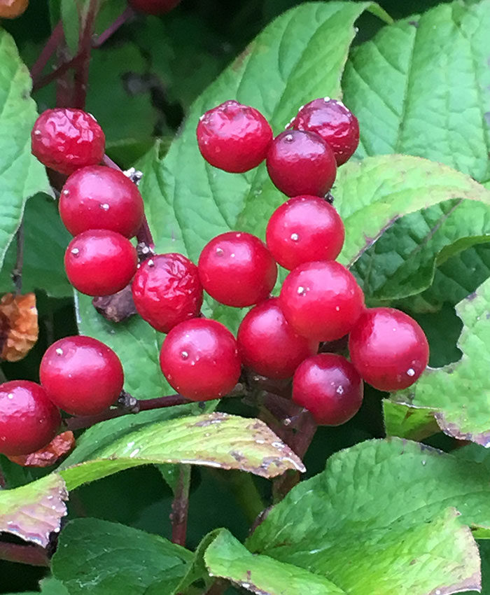 Redwing® American cranberry bush