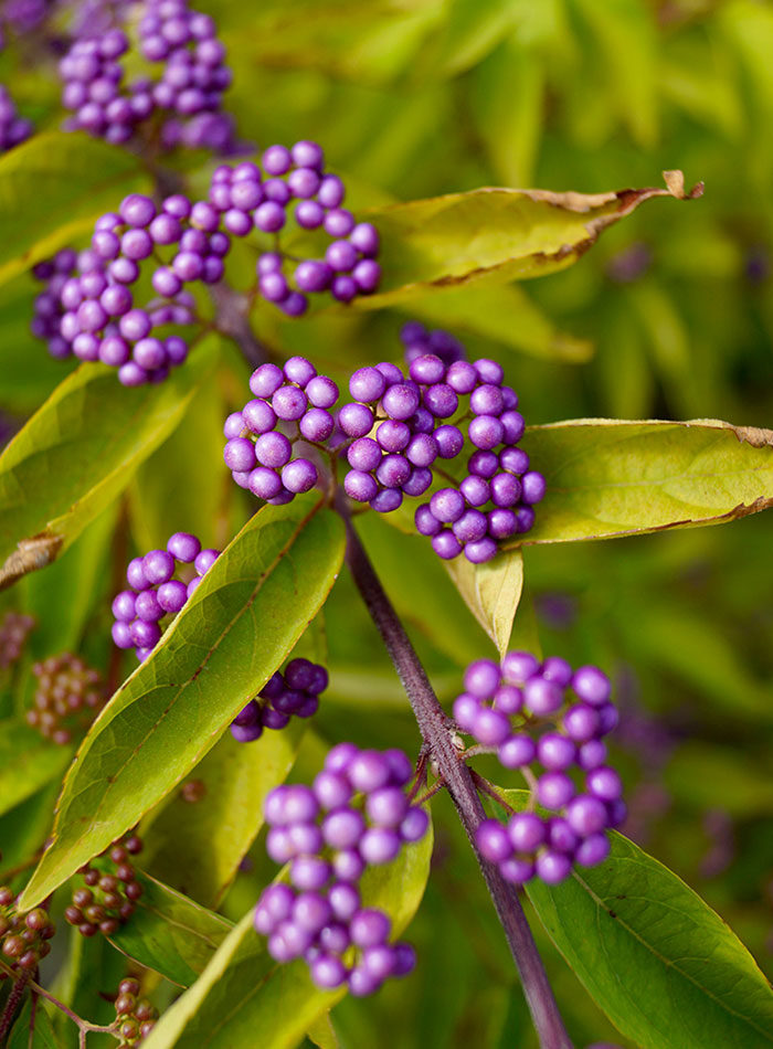 ‘Issai’ purple beautyberry