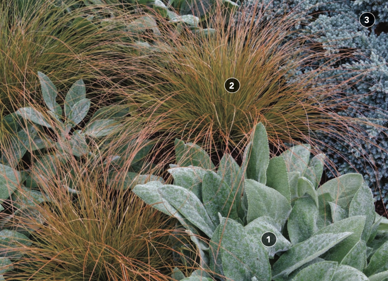 velvety lambs’ ears, stiff-needled conifers, and wispy grasses creates an evergreen, textural feast that shades out weeds with style