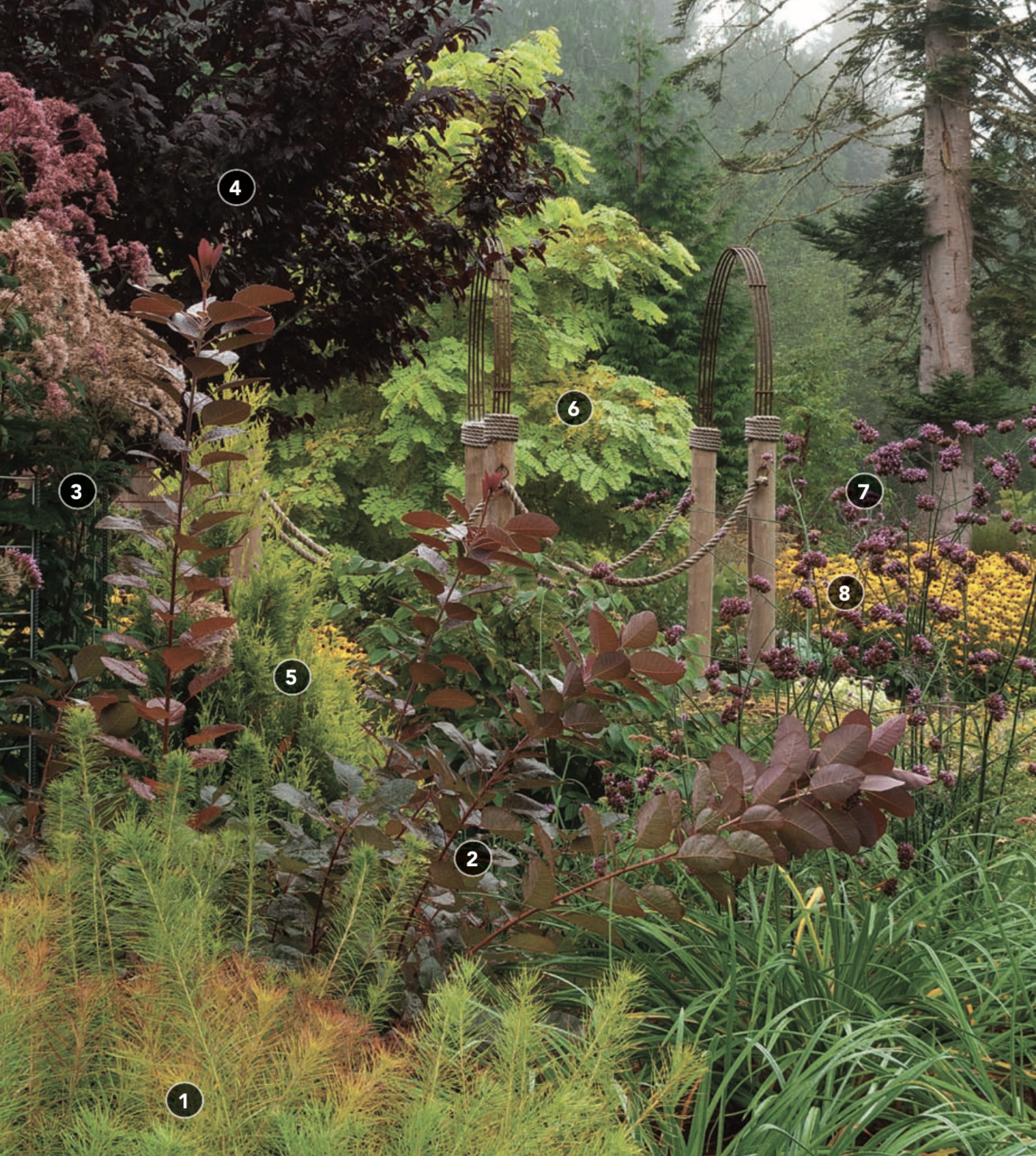 colorful foliage ensures an eye-catching scene even before the golden black-eyed Susans begin to shine in summer. A deep burgundy plum tree and smoke bush offer high contrast to chartreuse foliage, while a transparent scrim of tall verbena interjects the element of surprise. This scene will include bold, fiery shades of red and orange in fall as the smoke bush and Arkansas blue star take center stage.