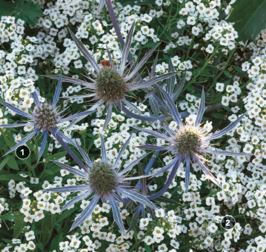 Spiky bracts of blue sea holly pierce a softly billowing carpet of sweet alyssum, creating layers of blue and white blooms.