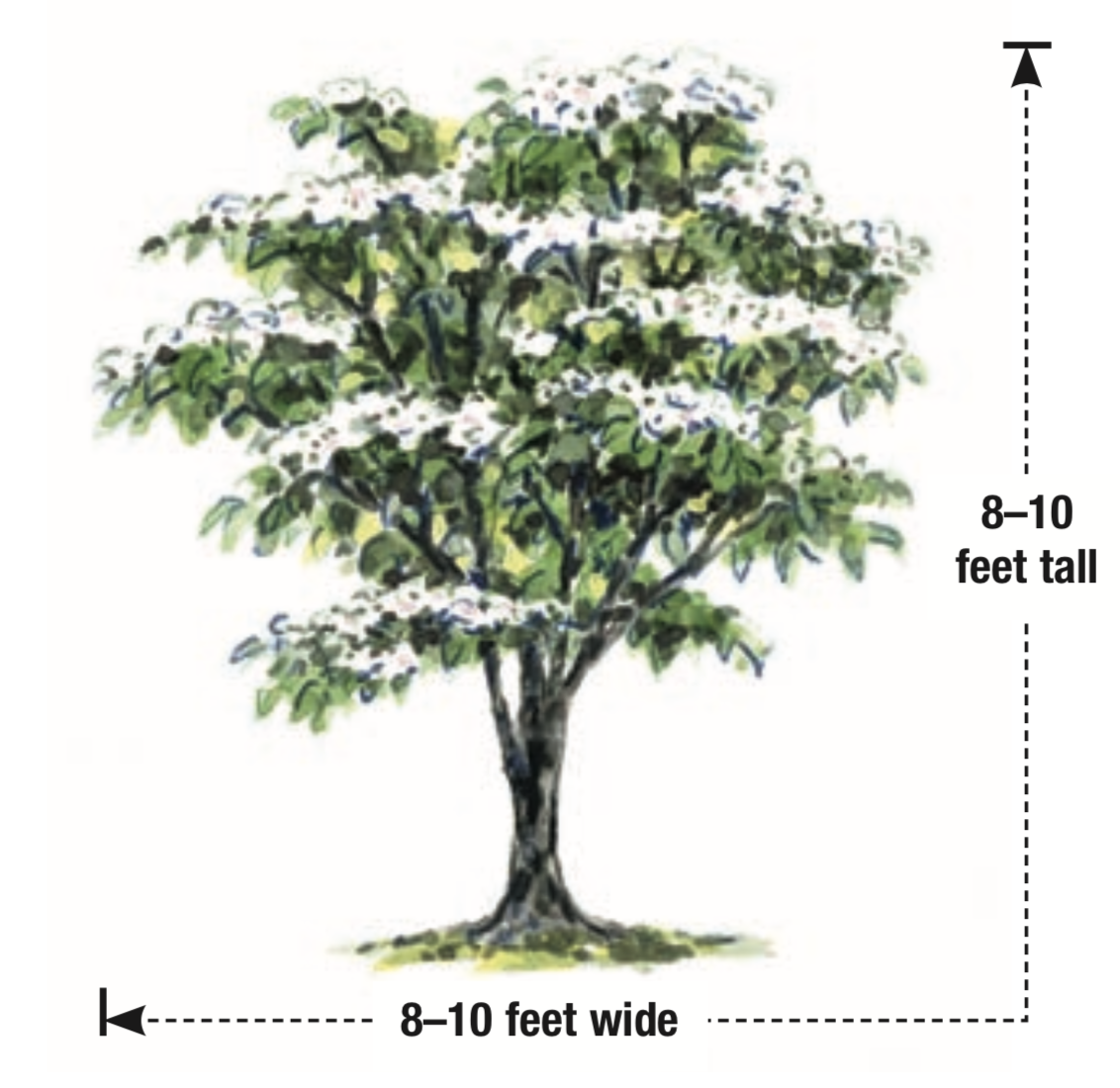 A Small Tree With Four-Season Impact - FineGardening