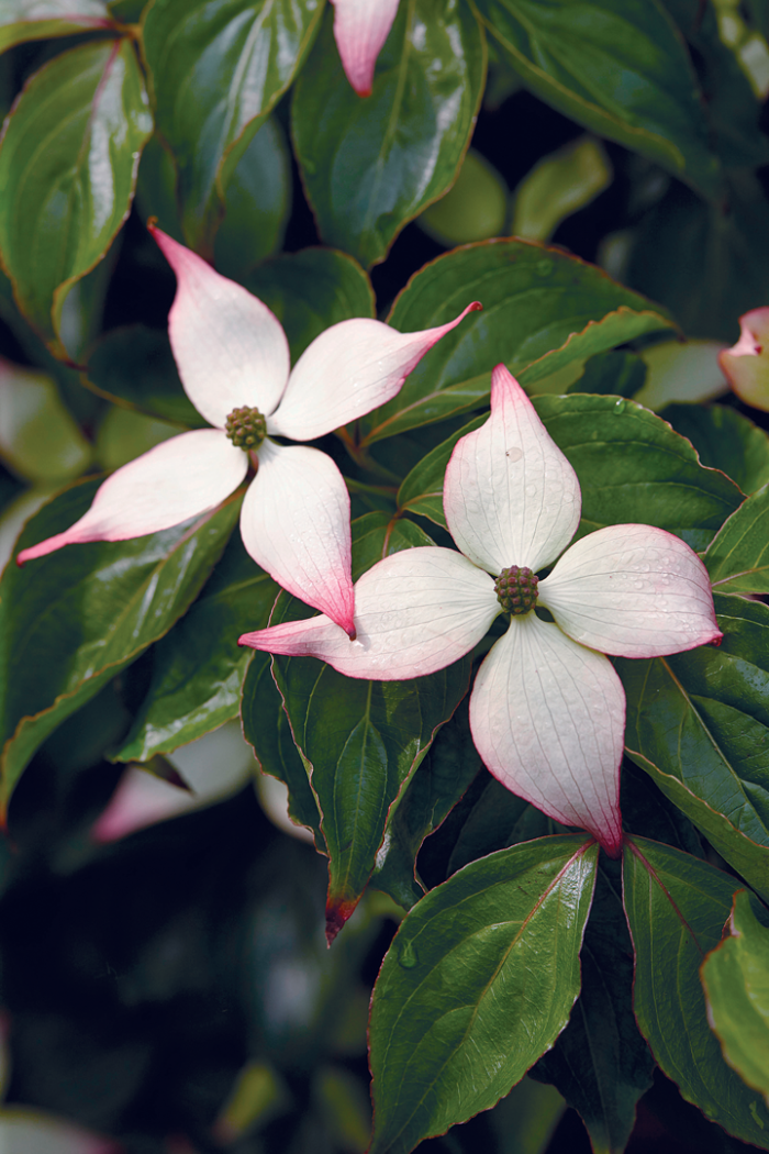 close up of white flower blossoms tinged with pink