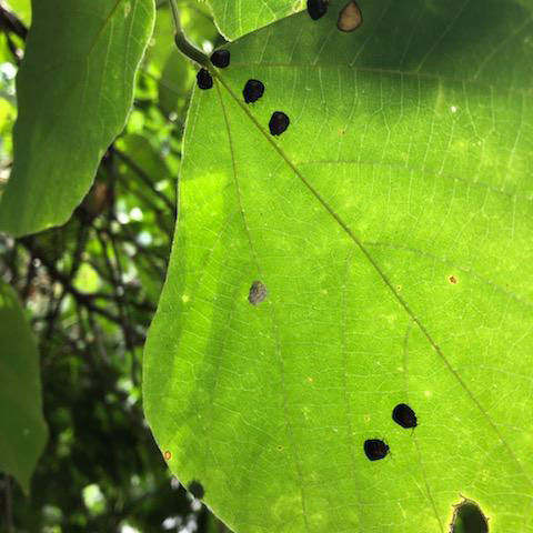 Kudzu bug group