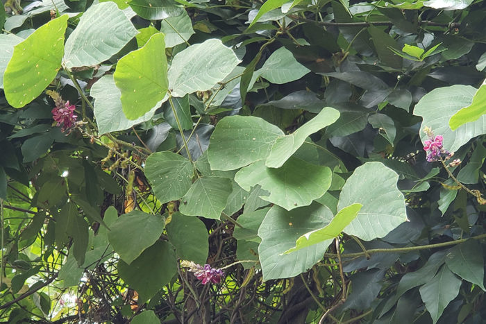 kudzu beetle on kudzu vine