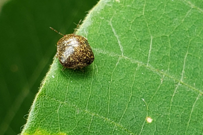 kudzu bug