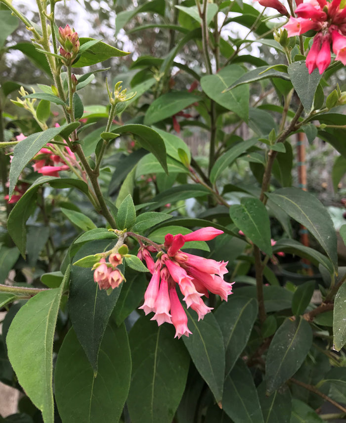 pink cestrum