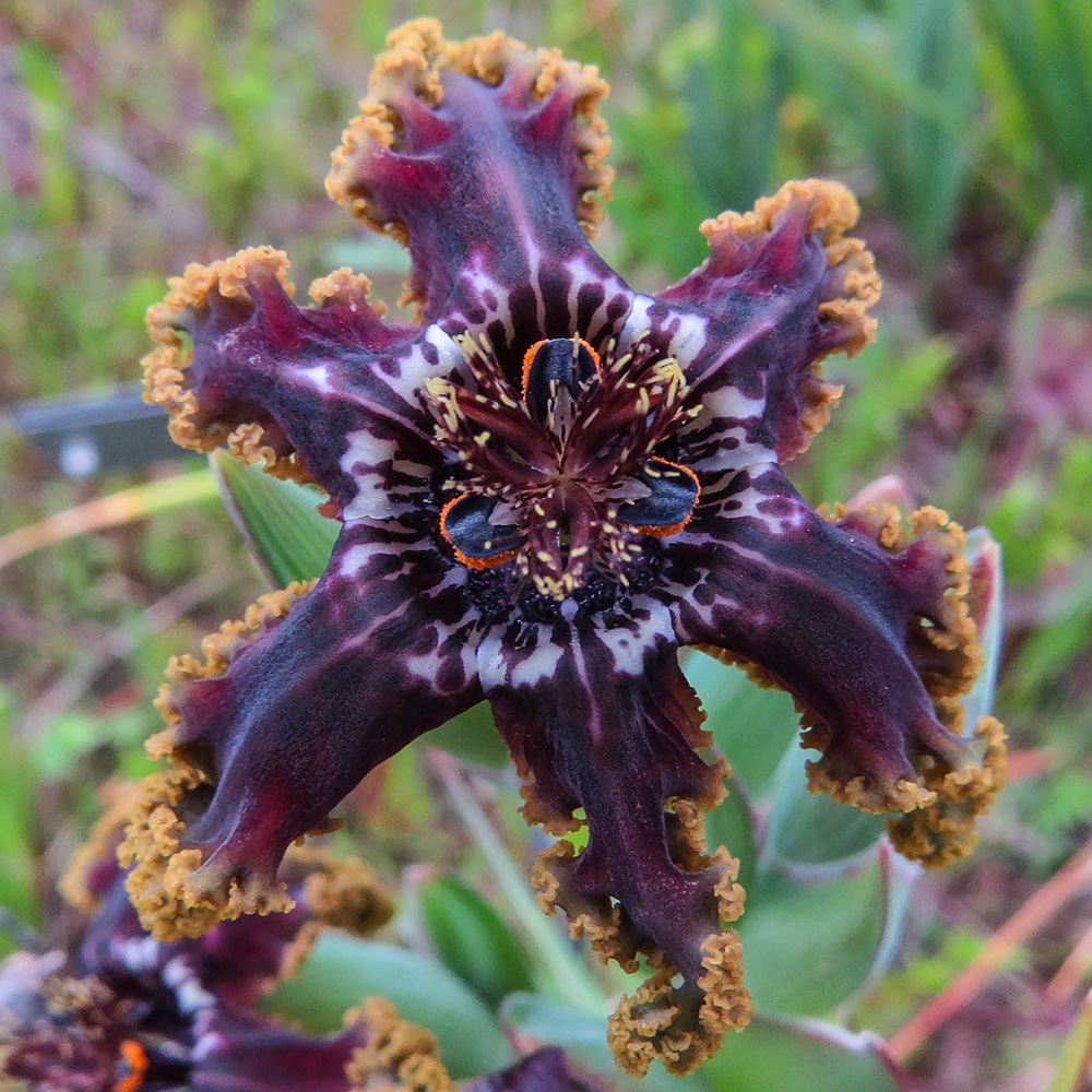 starfish iris