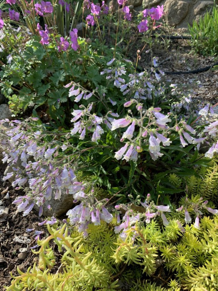 Penstemon hirsutus var pygmaeus