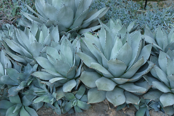 Parrys agave