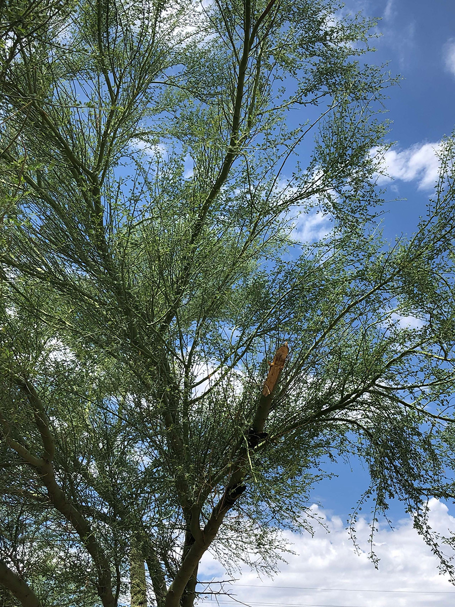 tree with broken limb