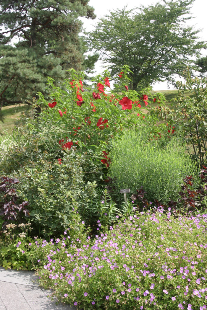 ‘Lord Baltimore’ swamp rose mallow