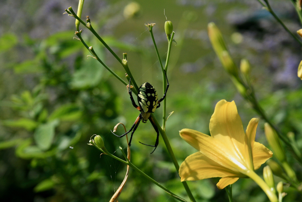 yellow garden spider (Argiope aurantia)