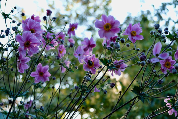 ‘Robustissima’ Japanese anemone (Anemone tomentosa ‘Robustissima’, Zones 4–8)