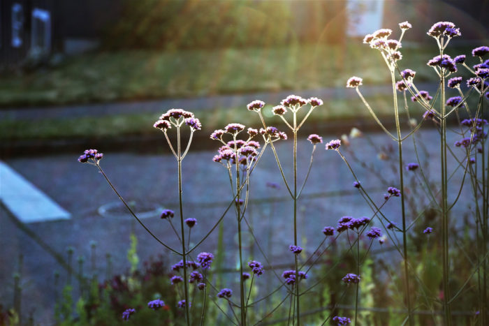 tall verbena