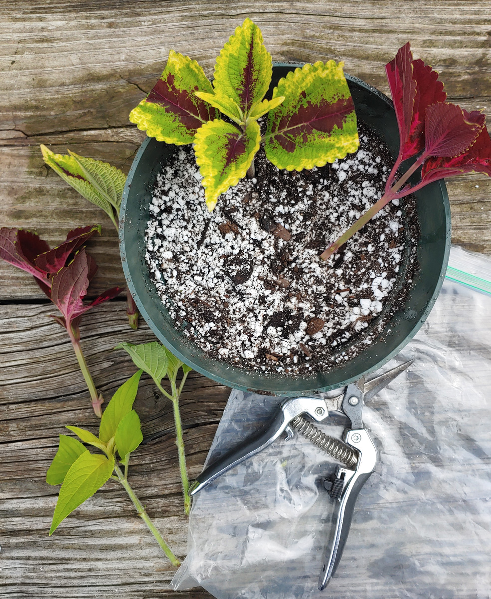 propagate coleus