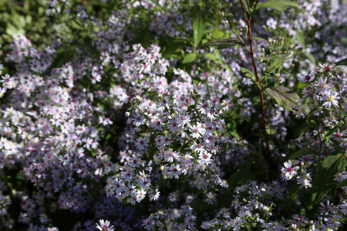 'Avondale’ blue wood aster (Symphyotrichum cordifolium ‘Avondale’, Zones 3–8).