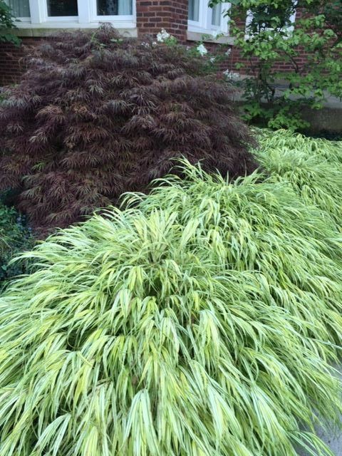 Laceleaf dwarf Japanese maple