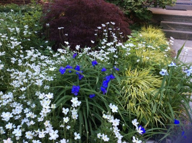 Wood anemones