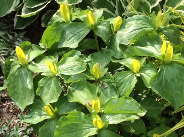 Yellow trillium