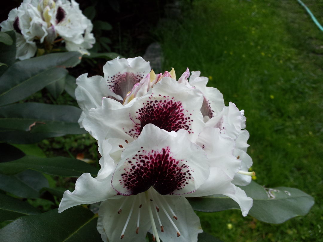 Rhododendron ‘Sappho’