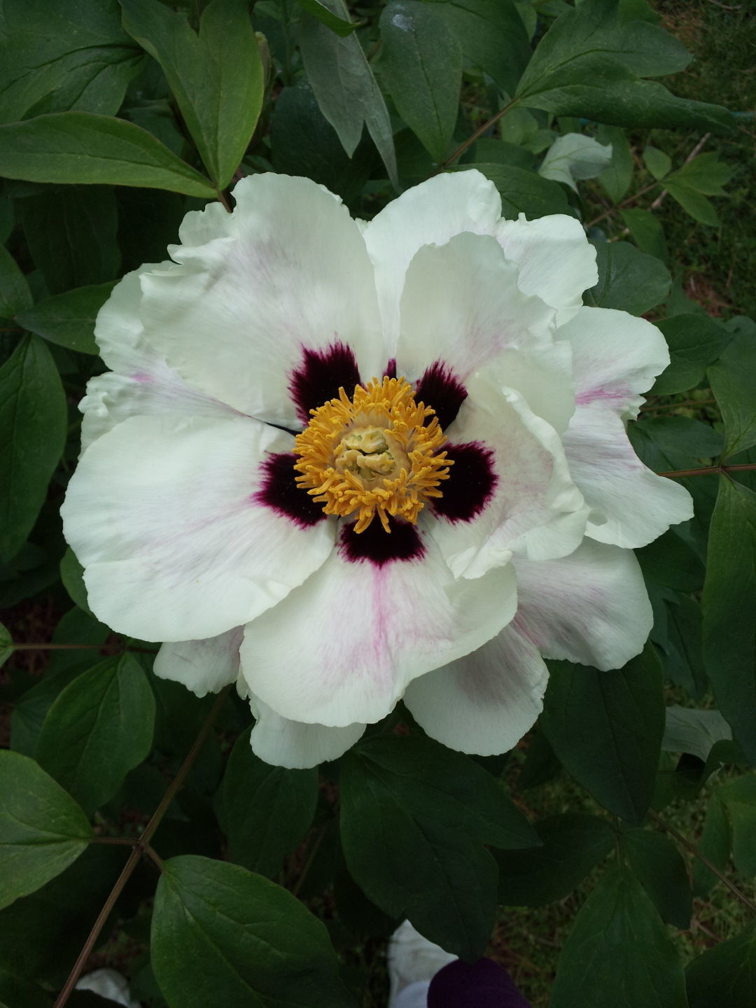 Peonia rockii