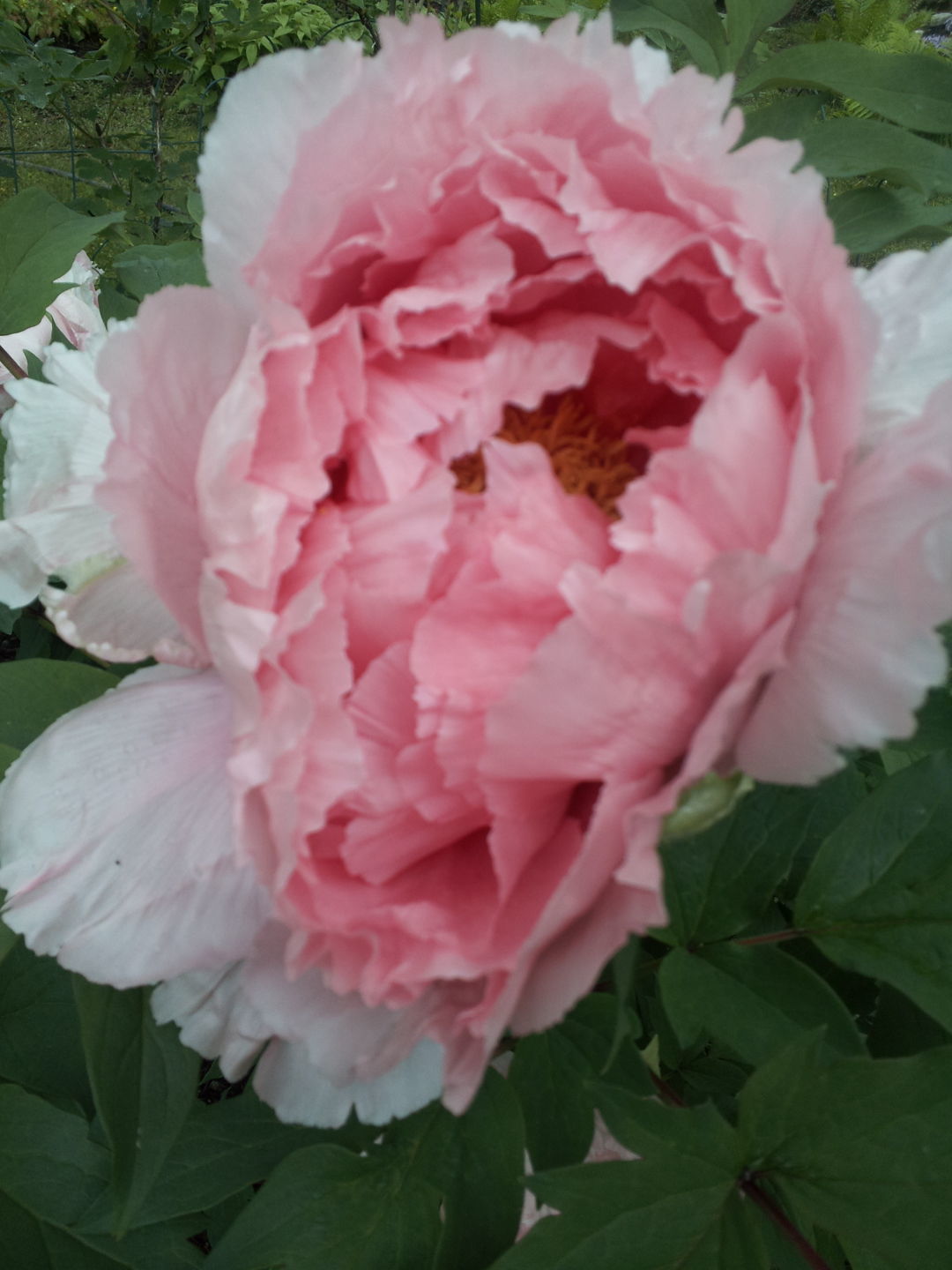 hybrid tree peony