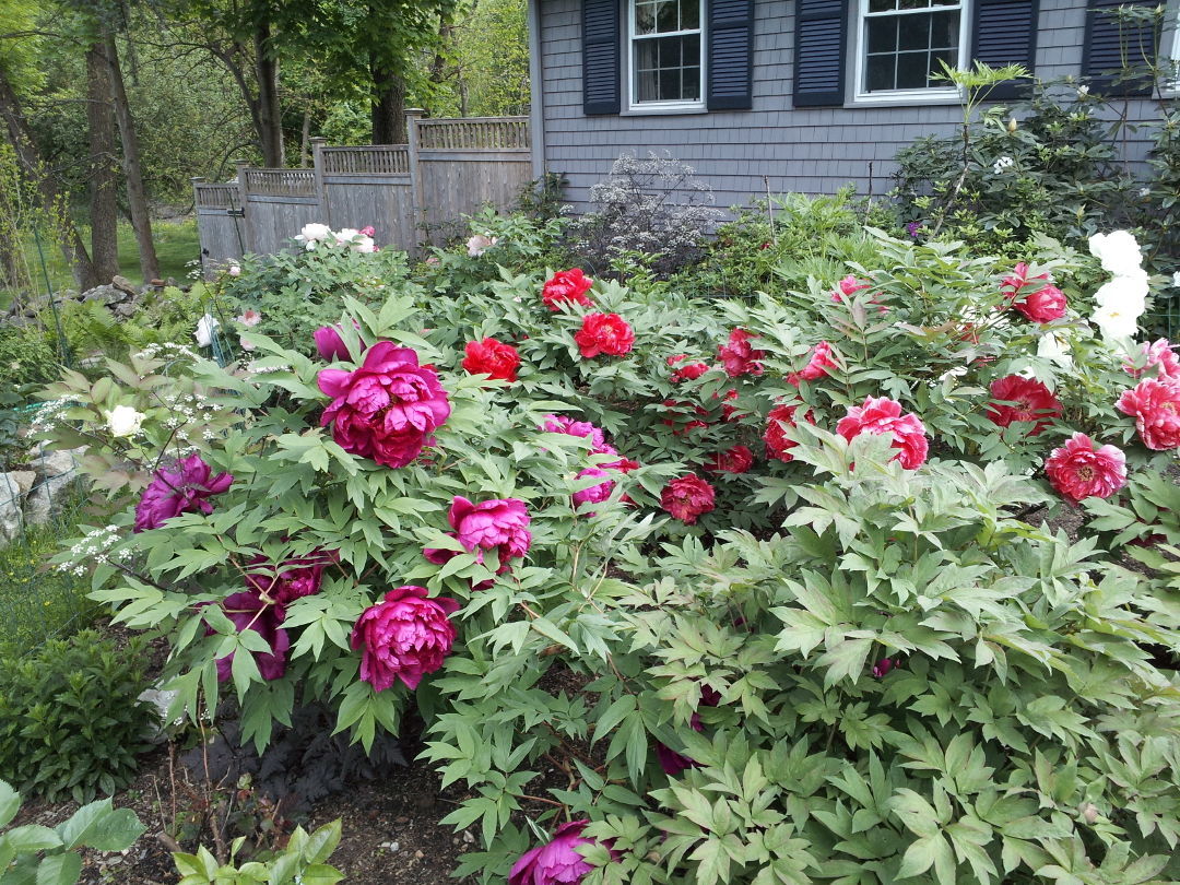 tree peonies