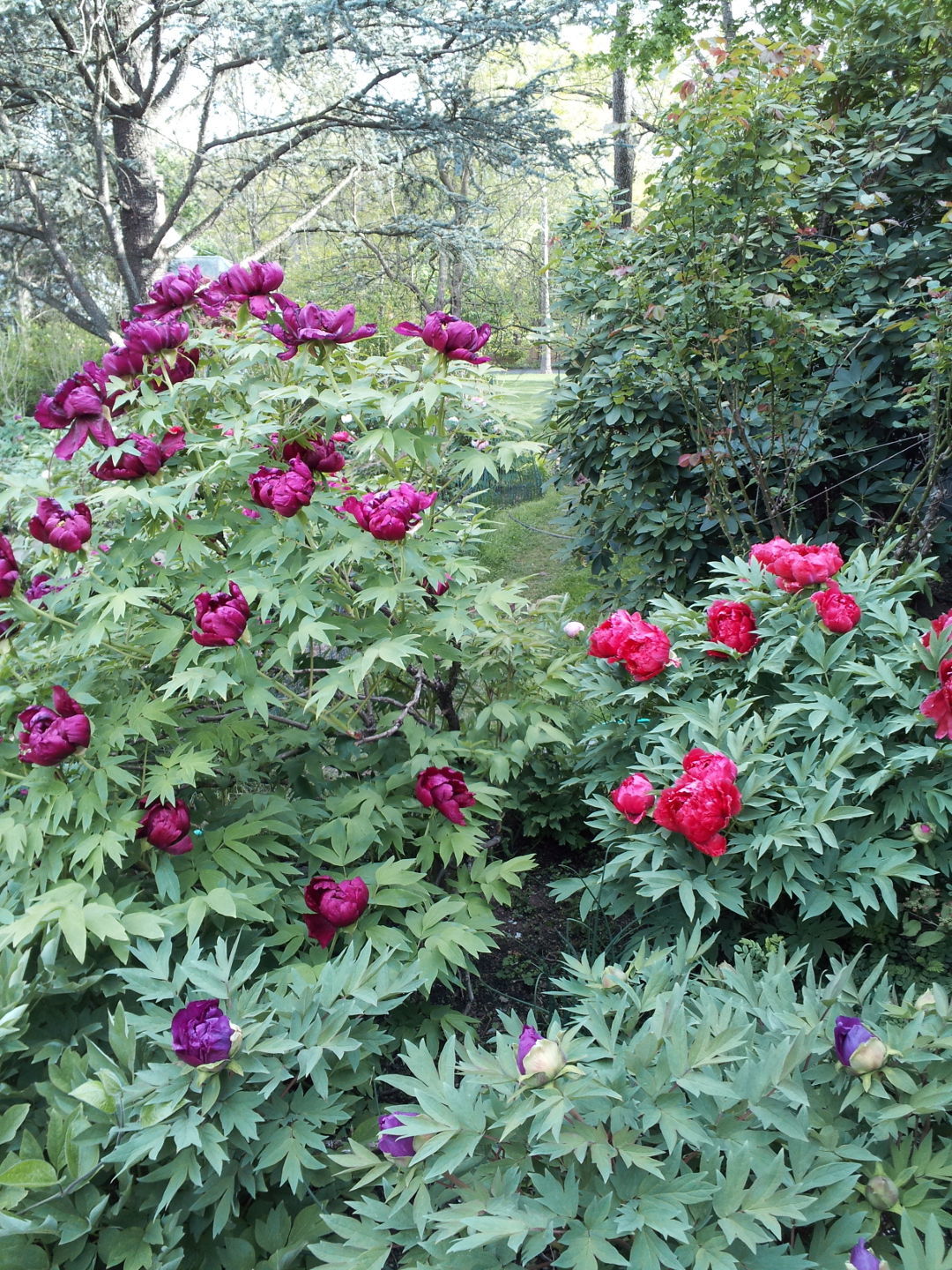 tree peony