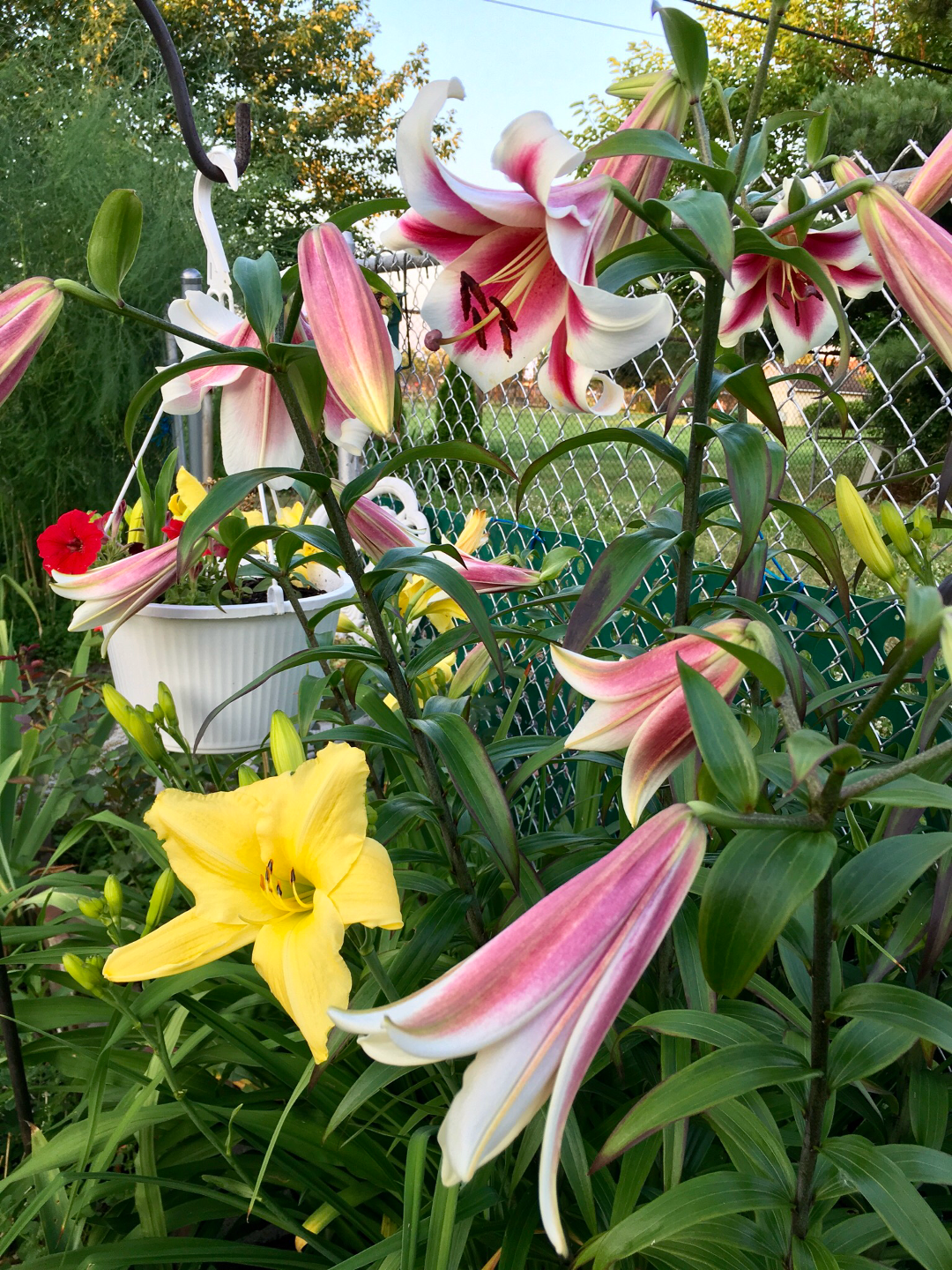 lilies and daylilies