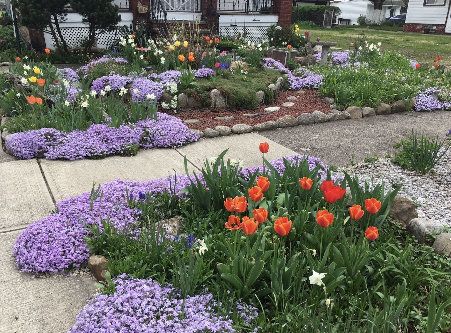 creeping phlox